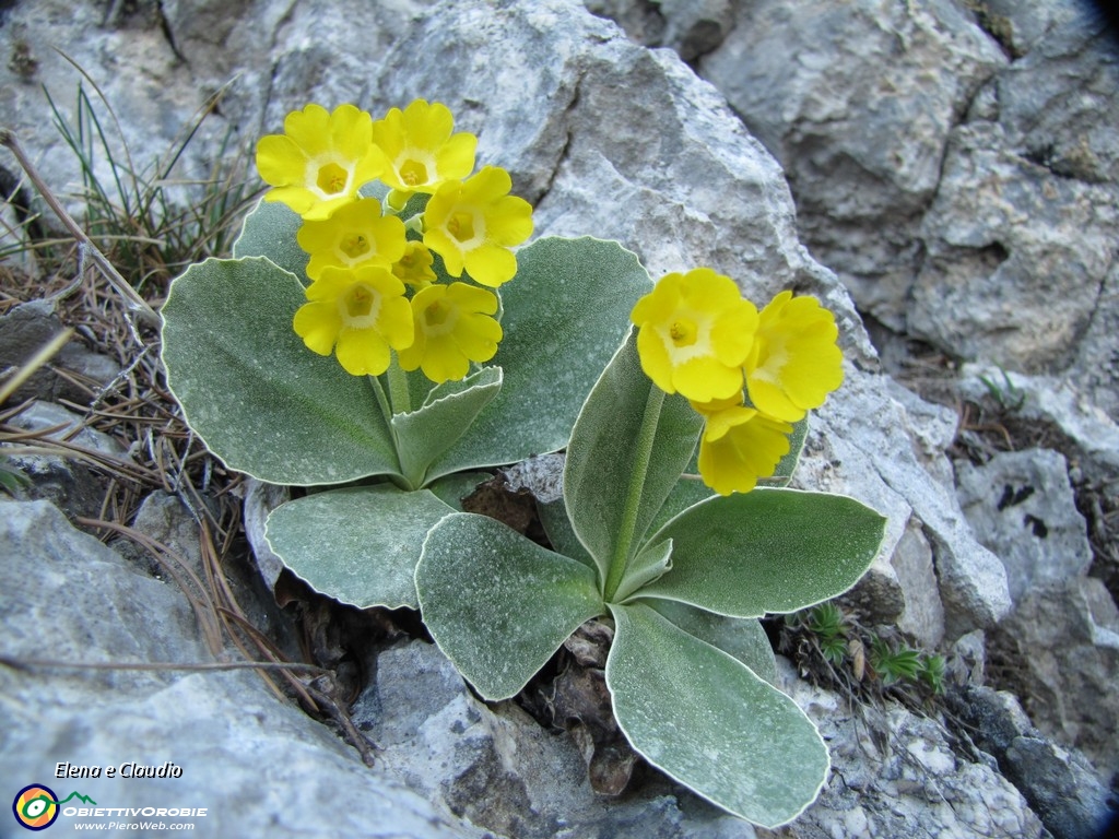 13 Primula orecchia d'orso.JPG